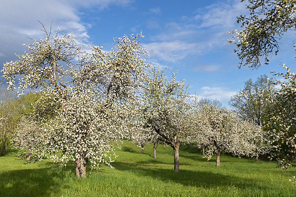 Streuobstwiese (meadow orchard)