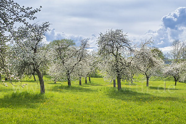 Streuobstwiese (meadow orchard)