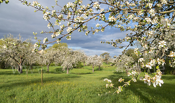 Streuobstwiese (meadow orchard)