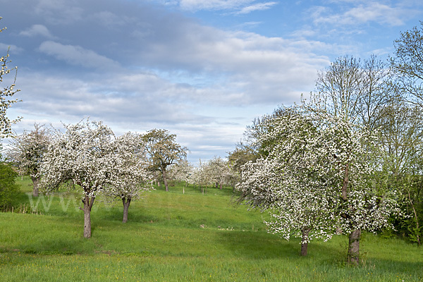 Streuobstwiese (meadow orchard)