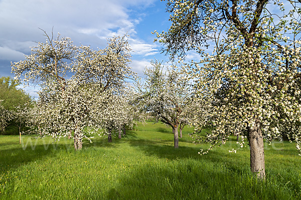 Streuobstwiese (meadow orchard)