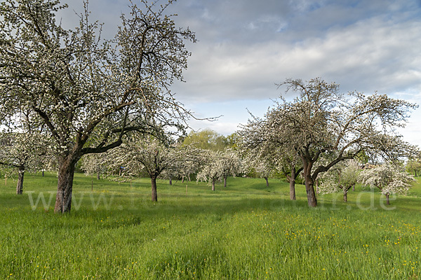 Streuobstwiese (meadow orchard)