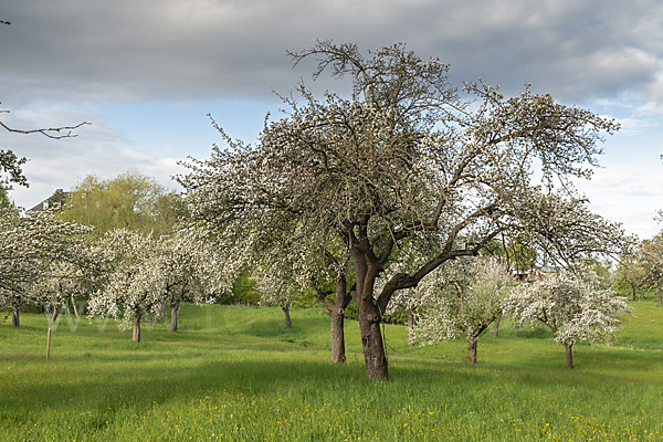 Streuobstwiese (meadow orchard)