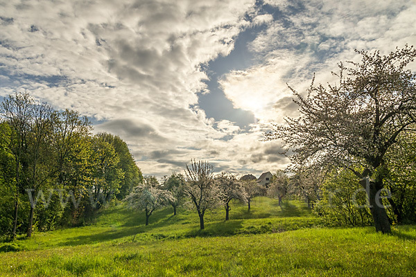 Streuobstwiese (meadow orchard)