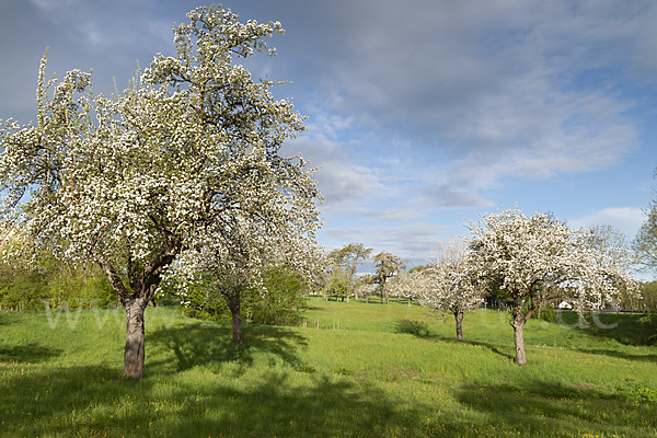 Streuobstwiese (meadow orchard)