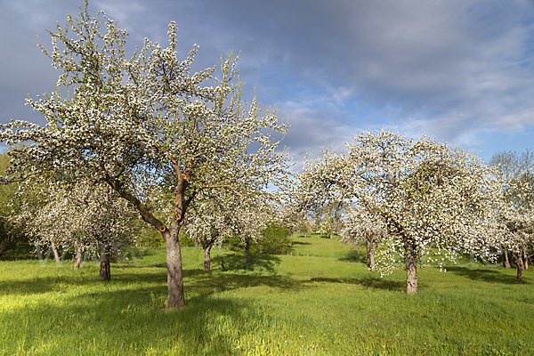 Streuobstwiese (meadow orchard)