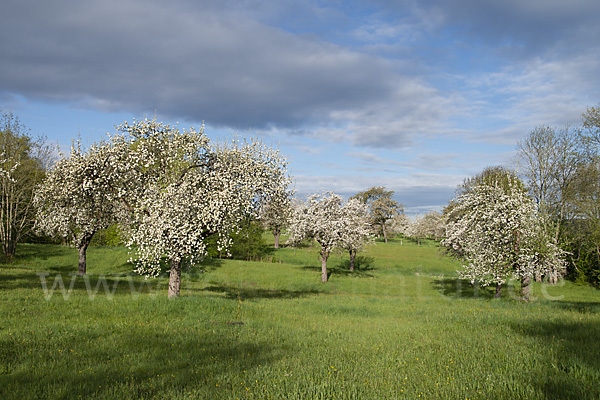 Streuobstwiese (meadow orchard)