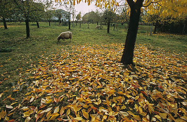 Streuobstwiese (meadow orchard)