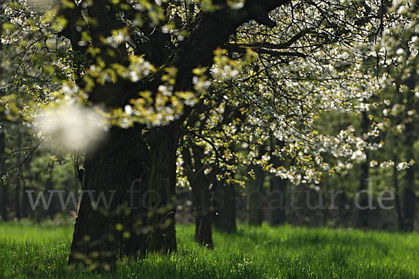 Streuobstwiese (meadow orchard)