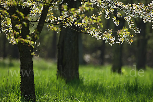 Streuobstwiese (meadow orchard)