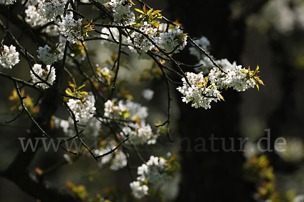 Streuobstwiese (meadow orchard)