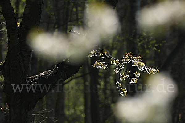 Streuobstwiese (meadow orchard)