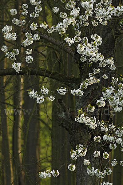 Streuobstwiese (meadow orchard)