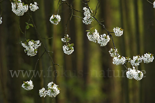 Streuobstwiese (meadow orchard)