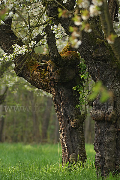 Streuobstwiese (meadow orchard)