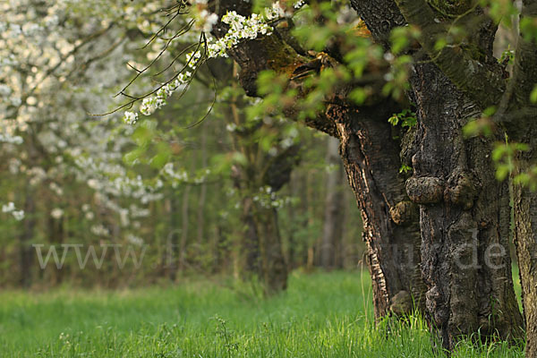 Streuobstwiese (meadow orchard)