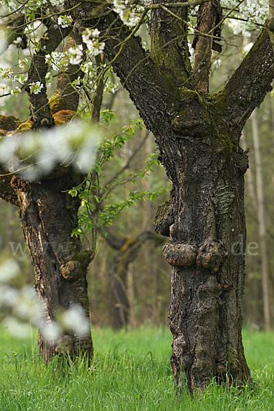 Streuobstwiese (meadow orchard)