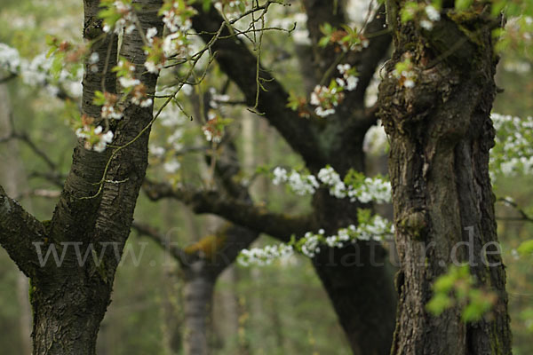 Streuobstwiese (meadow orchard)