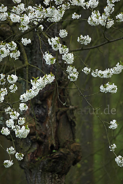 Streuobstwiese (meadow orchard)