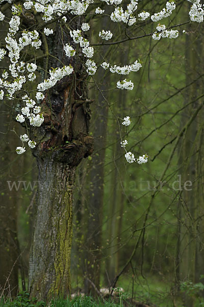 Streuobstwiese (meadow orchard)