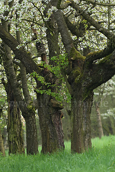 Streuobstwiese (meadow orchard)