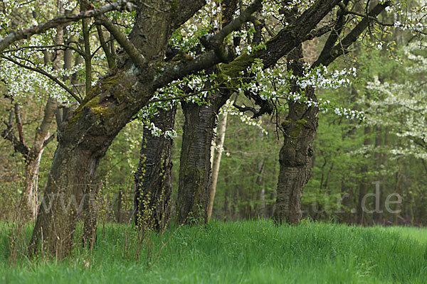 Streuobstwiese (meadow orchard)