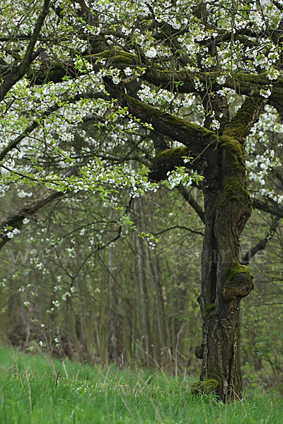 Streuobstwiese (meadow orchard)