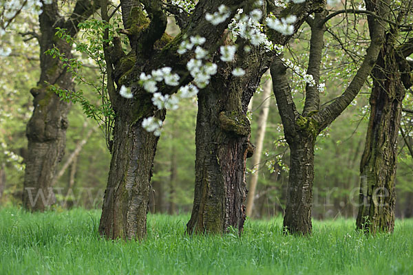 Streuobstwiese (meadow orchard)