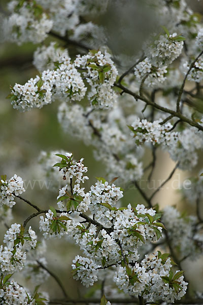 Streuobstwiese (meadow orchard)