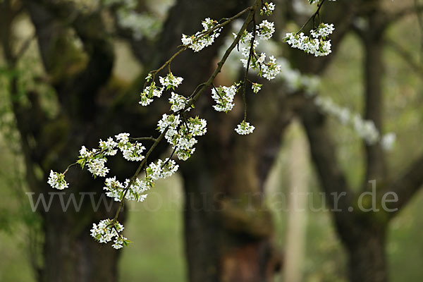 Streuobstwiese (meadow orchard)