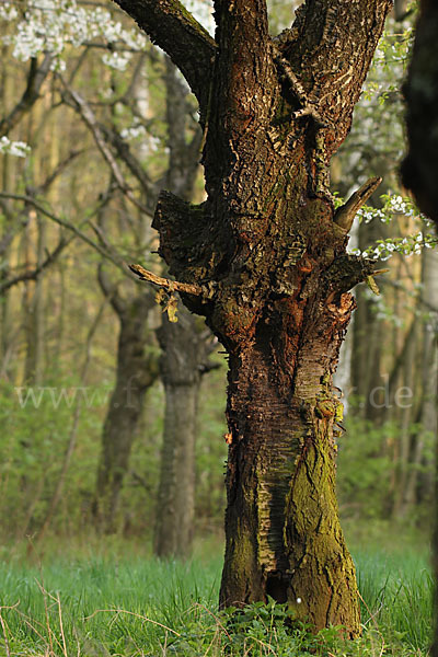 Streuobstwiese (meadow orchard)