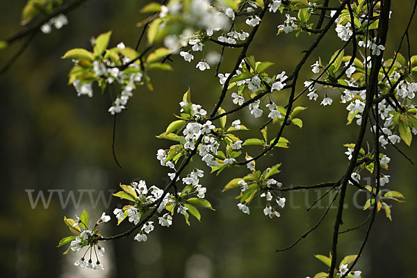 Streuobstwiese (meadow orchard)