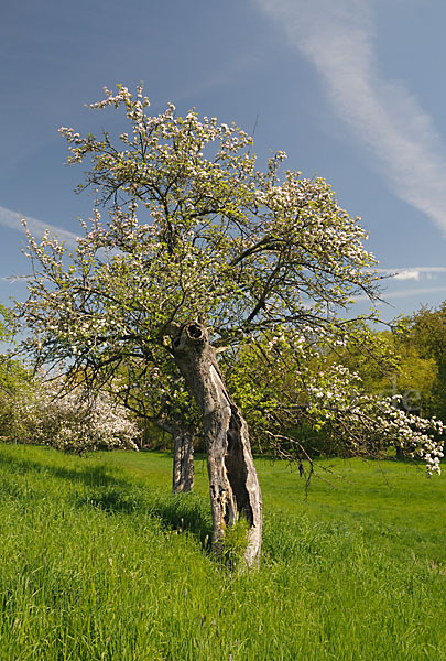 Streuobstwiese (meadow orchard)