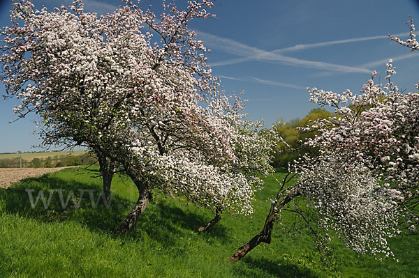 Streuobstwiese (meadow orchard)