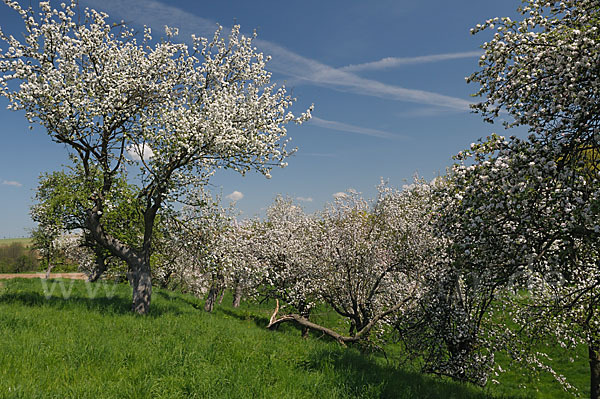 Streuobstwiese (meadow orchard)