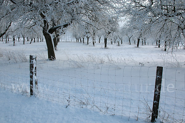 Streuobstwiese (meadow orchard)