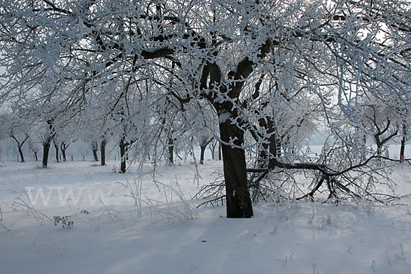 Streuobstwiese (meadow orchard)