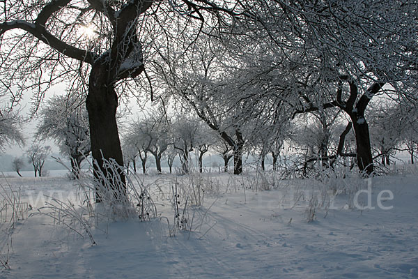 Streuobstwiese (meadow orchard)