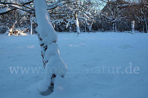 Streuobstwiese (meadow orchard)