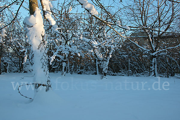 Streuobstwiese (meadow orchard)