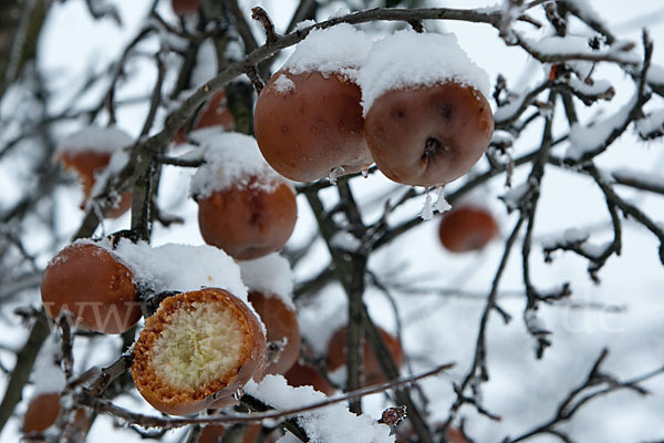 Streuobstwiese (meadow orchard)