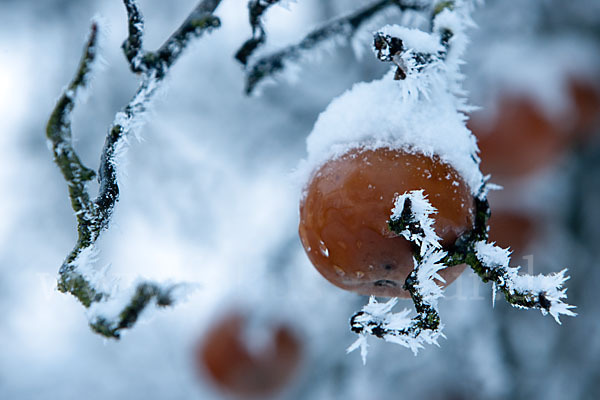 Streuobstwiese (meadow orchard)