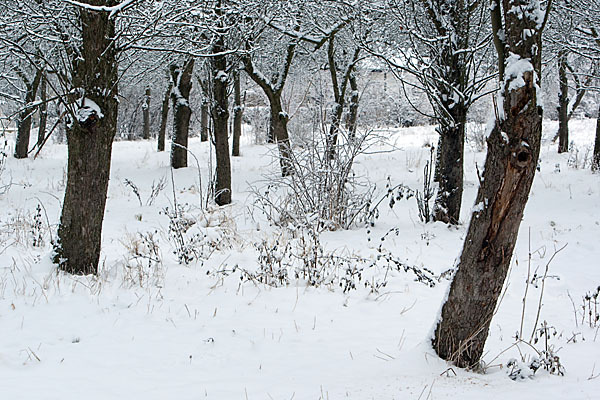 Streuobstwiese (meadow orchard)