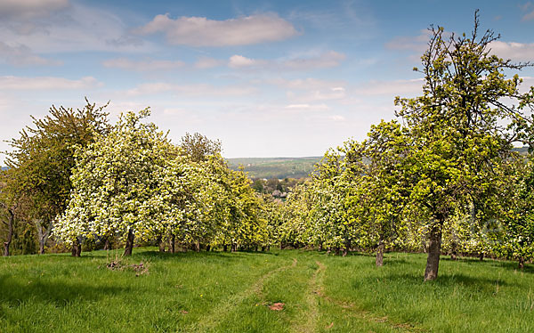 Streuobstwiese (meadow orchard)