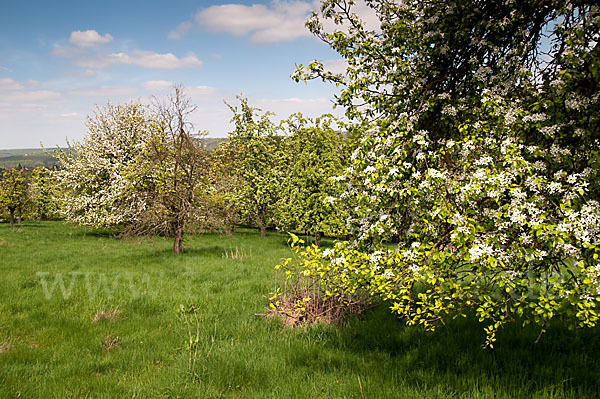 Streuobstwiese (meadow orchard)