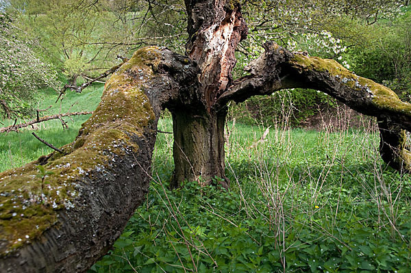 Streuobstwiese (meadow orchard)