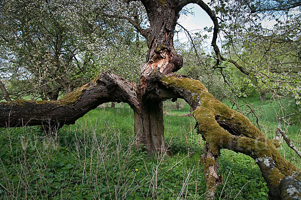 Streuobstwiese (meadow orchard)