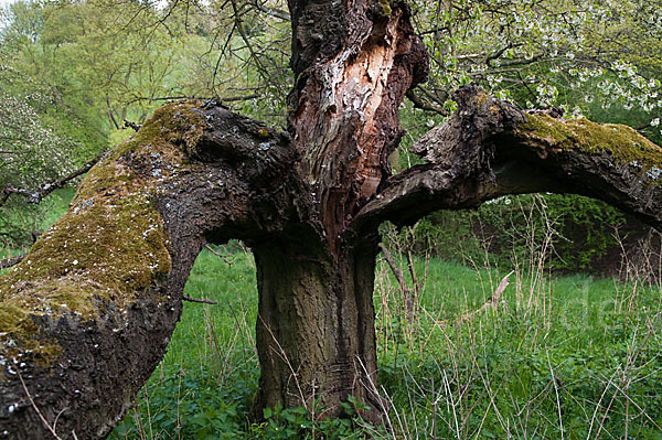 Streuobstwiese (meadow orchard)