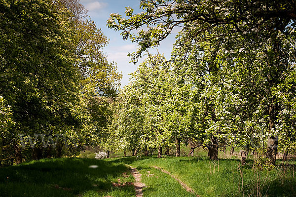 Streuobstwiese (meadow orchard)