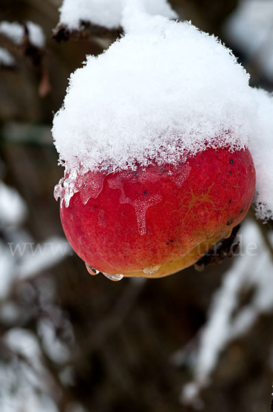 Streuobstwiese (meadow orchard)